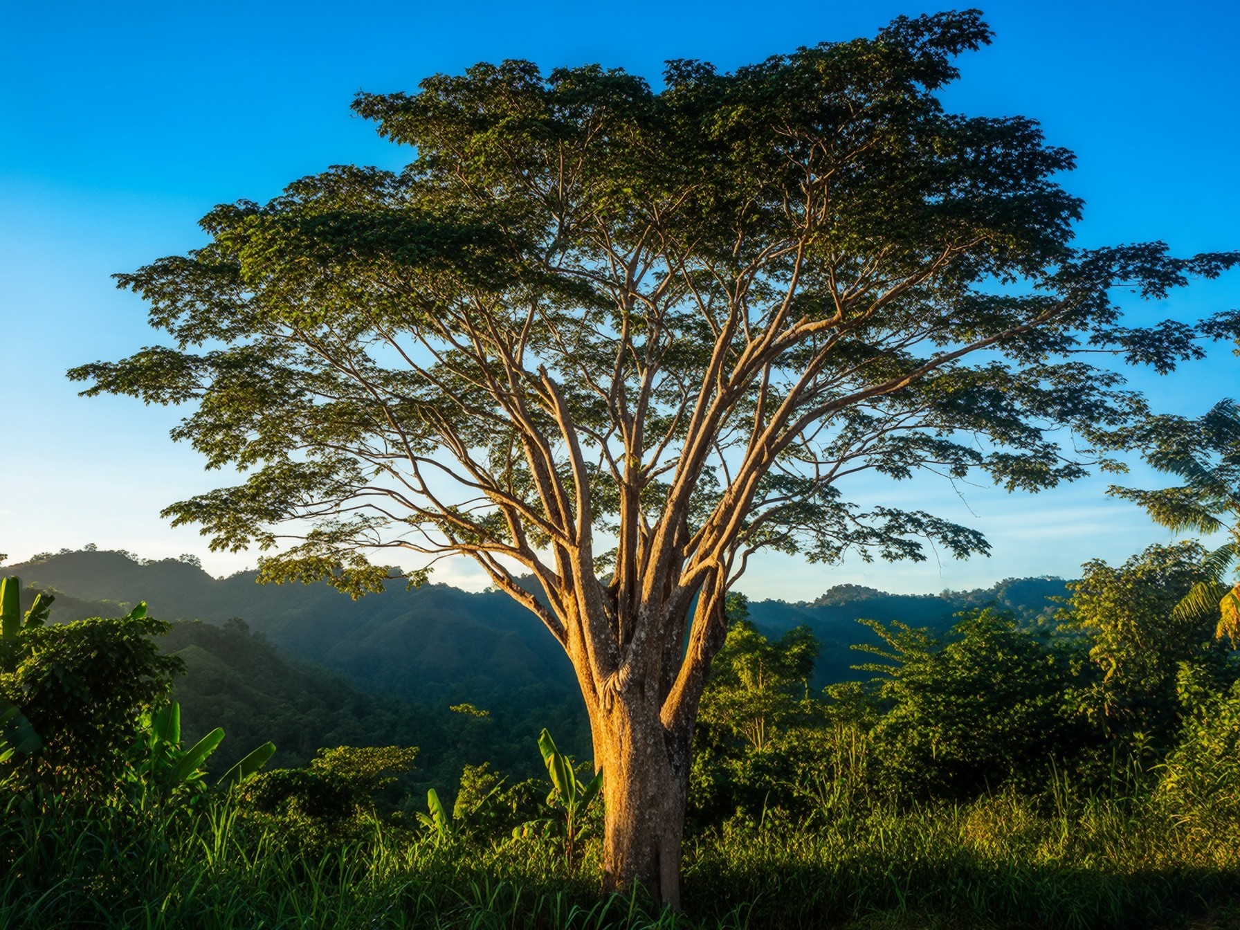 Large tree in a lush green forest with hills in the background under a bright blue sky, bathed in warm sunlight.