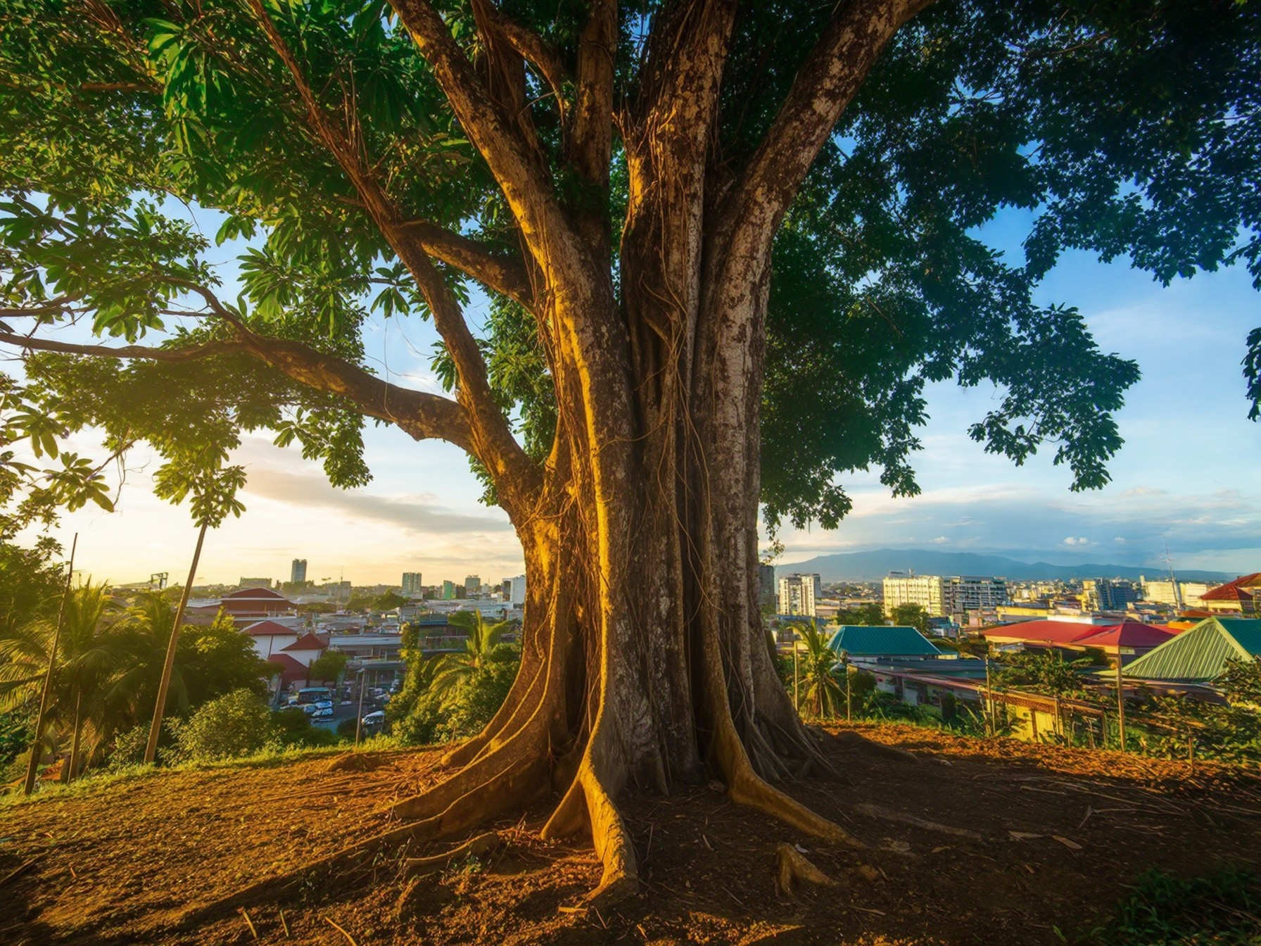 Majestic tree overlooking a vibrant cityscape at sunrise, blending nature and urban life harmoniously.