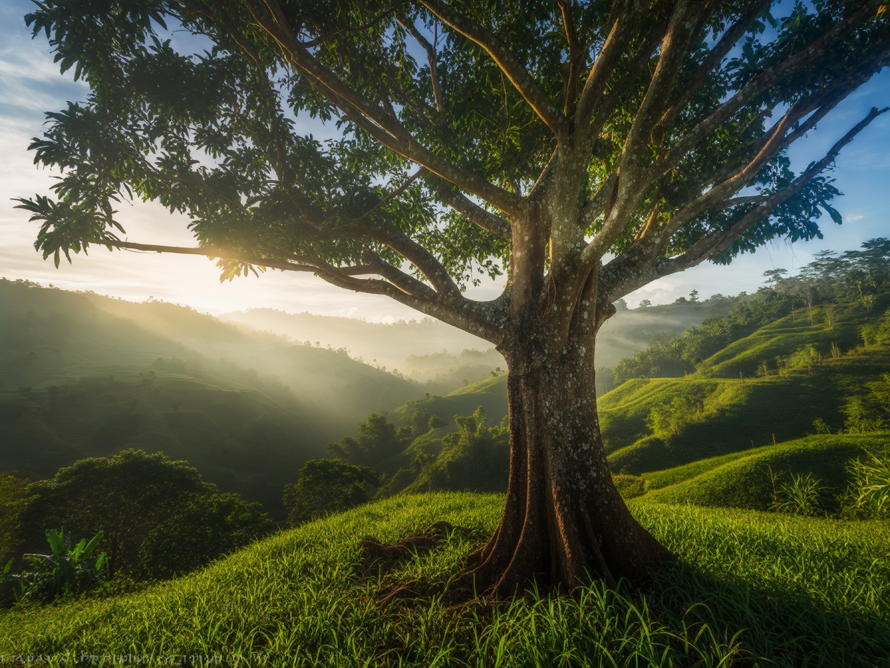 Sunlit tree on a lush green hill with misty valley view in the morning light, highlighting nature's serene beauty.