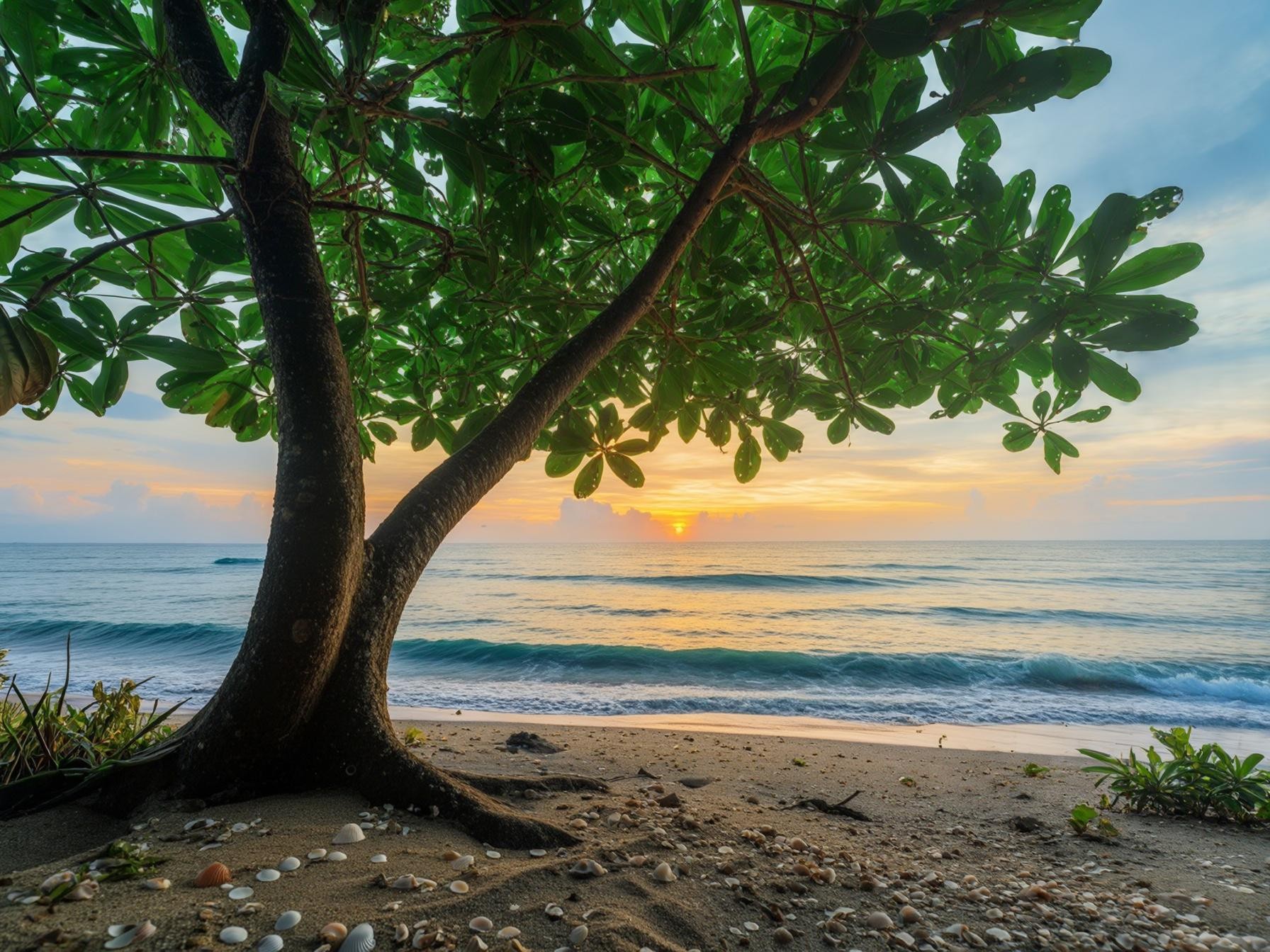 Tropical beach sunrise with a scenic tree, seashells, and gentle waves in the background.