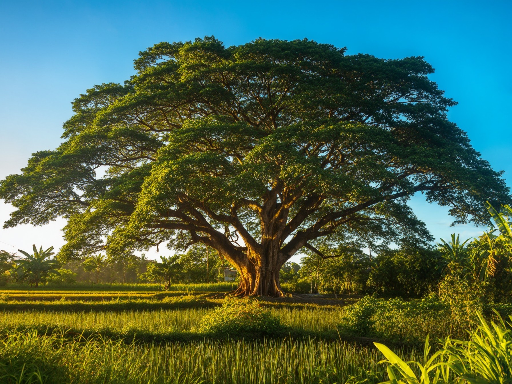 Majestic tree in a lush green field under a clear blue sky, perfect for nature and landscape appreciation.