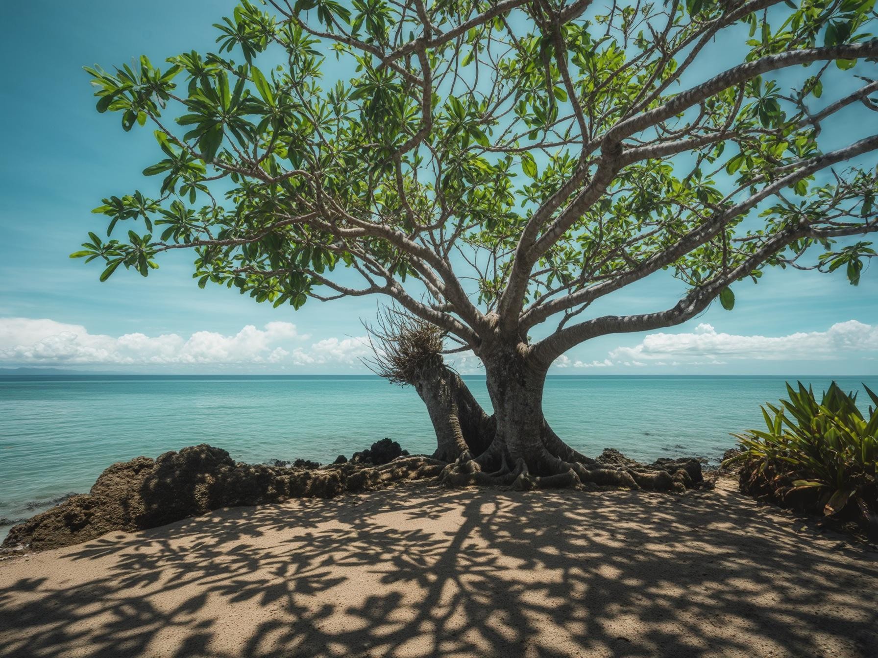 Tree casting shadow on tropical beach with ocean view and blue sky.