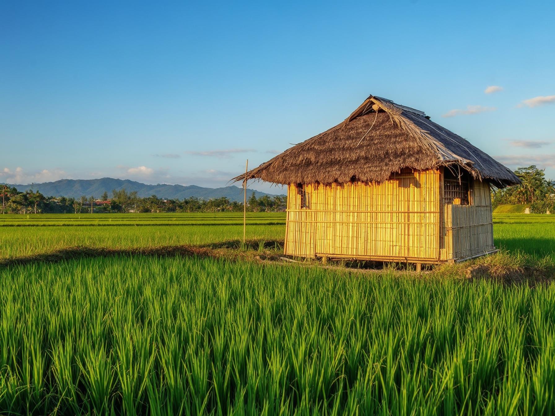 Traditional bamboo hut in lush green rice field with clear blue sky and mountain landscape in the background at sunset.