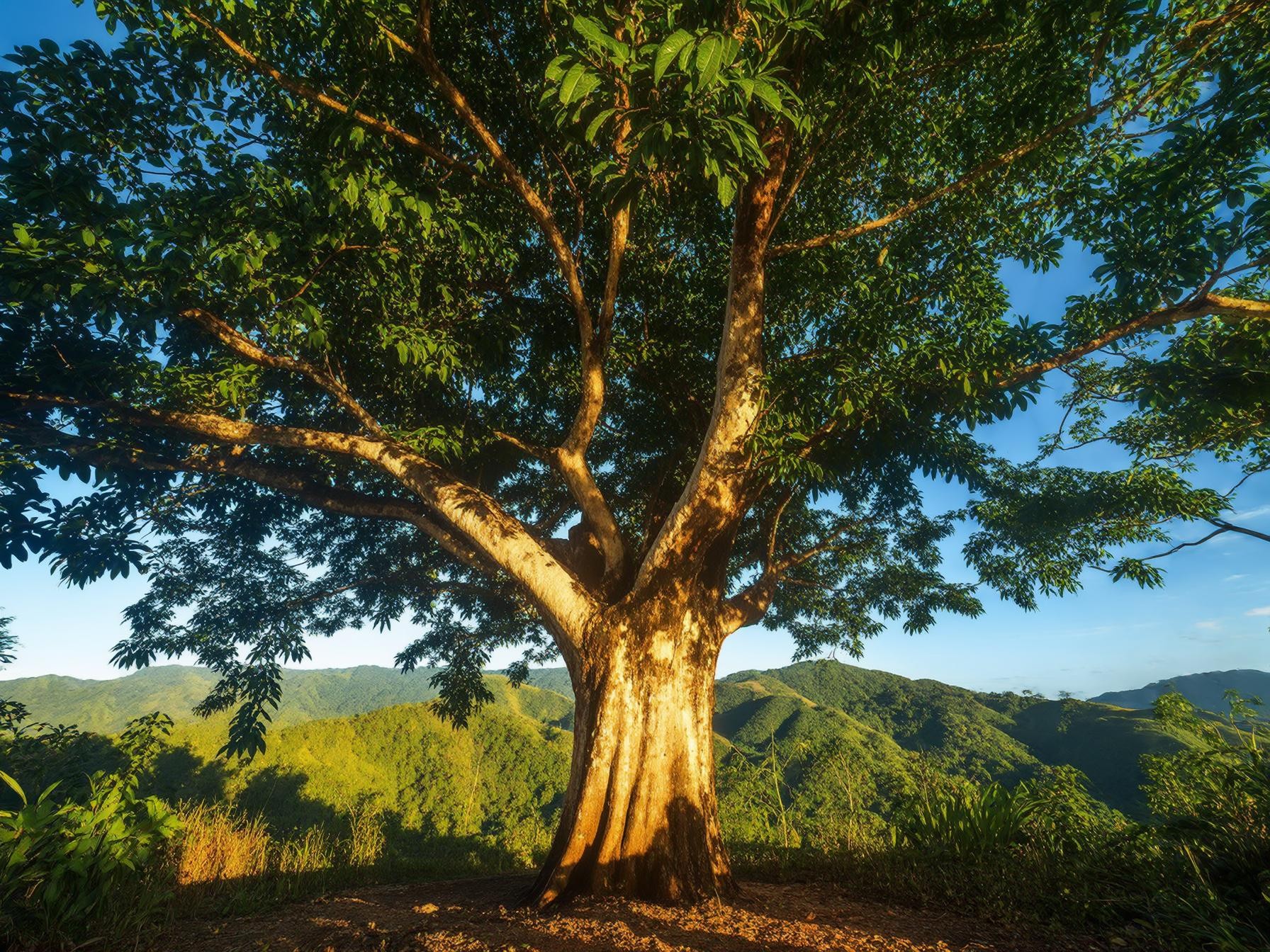 Large tree with lush green leaves in front of a scenic mountain backdrop under a clear blue sky.